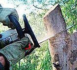 Best Arborist Consultation Services  in Rutherford, NJ