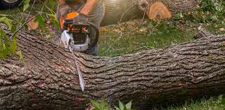 Best Tree Disease Treatment  in Rutherford, NJ