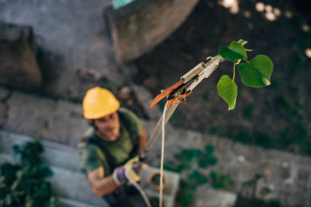 Reliable Rutherford, NJ Tree Removal Solutions