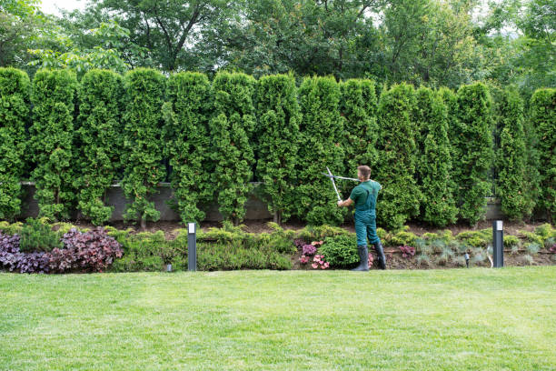 Best Tree and Shrub Care  in Rutherford, NJ