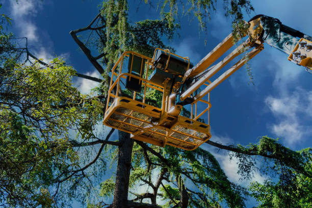 Best Hazardous Tree Removal  in Rutherford, NJ
