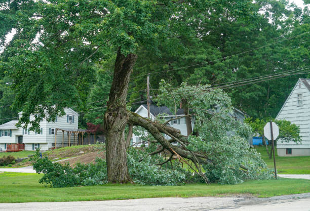 Best Commercial Tree Services  in Rutherford, NJ