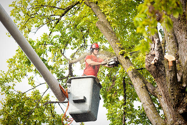Best Aeration Services  in Rutherford, NJ